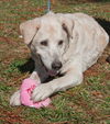 Princess the Senior Labrador