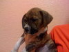Rollie the Boxer Puppy