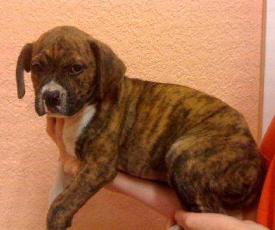 Rollie the Boxer Puppy