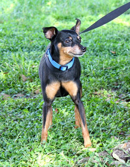 Gizmo the Min Pin