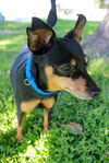 Gizmo the Min Pin