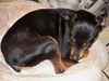 Gizmo the Min Pin