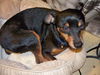 Gizmo the Min Pin