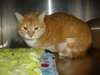 Rosie the Super Sweet Orange Tabby