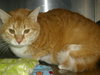 Rosie the Super Sweet Orange Tabby