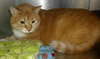 Rosie the Super Sweet Orange Tabby