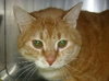 Rosie the Super Sweet Orange Tabby