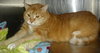 Rosie the Super Sweet Orange Tabby