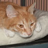 Rosie the Super Sweet Orange Tabby