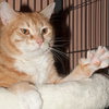 Rosie the Super Sweet Orange Tabby