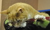 Rosie the Super Sweet Orange Tabby