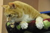 Rosie the Super Sweet Orange Tabby