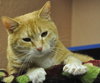 Rosie the Super Sweet Orange Tabby