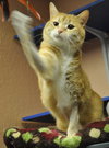 Rosie the Super Sweet Orange Tabby