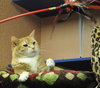 Rosie the Super Sweet Orange Tabby
