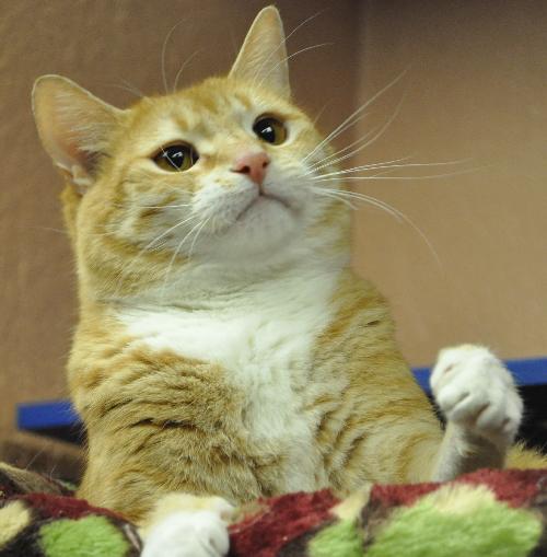 Rosie the Super Sweet Orange Tabby
