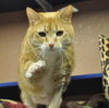 Rosie the Super Sweet Orange Tabby