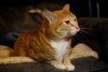 Rosie the Super Sweet Orange Tabby
