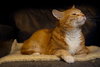 Rosie the Super Sweet Orange Tabby