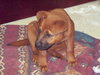 Drysdale the Lab Puppy
