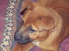 Drysdale the Lab Puppy