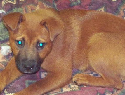 Drysdale the Lab Puppy
