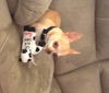 Papi the Chihuahua