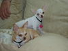 Papi the Chihuahua