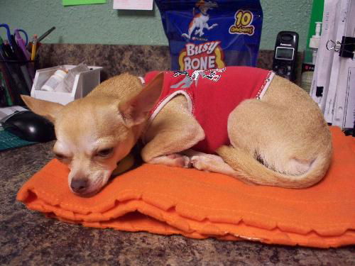 Papi the Chihuahua