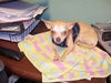 Papi the Chihuahua