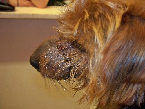 Alfie the Yorkie