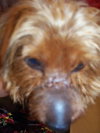 Alfie the Yorkie