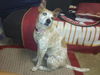Sandy the Heeler Mix