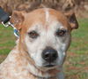 Sandy the Heeler Mix