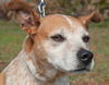 Sandy the Heeler Mix