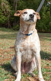 Sandy the Heeler Mix