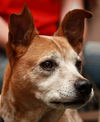 Sandy the Heeler Mix