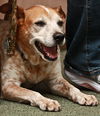 Sandy the Heeler Mix