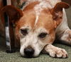 Sandy the Heeler Mix