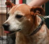 Sandy the Heeler Mix
