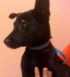 Bella the Lab/ Shepard Puppy