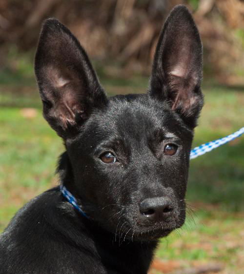 Bella the Lab/ Shepard Puppy