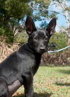 Bella the Lab/ Shepard Puppy