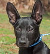 Bella the Lab/ Shepard Puppy