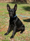 Bella the Lab/ Shepard Puppy