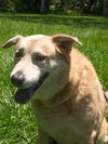Sandy our Mystery Lab