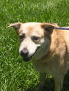 Sandy our Mystery Lab