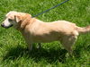 Sandy our Mystery Lab
