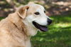 Sandy our Mystery Lab