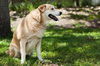 Sandy our Mystery Lab